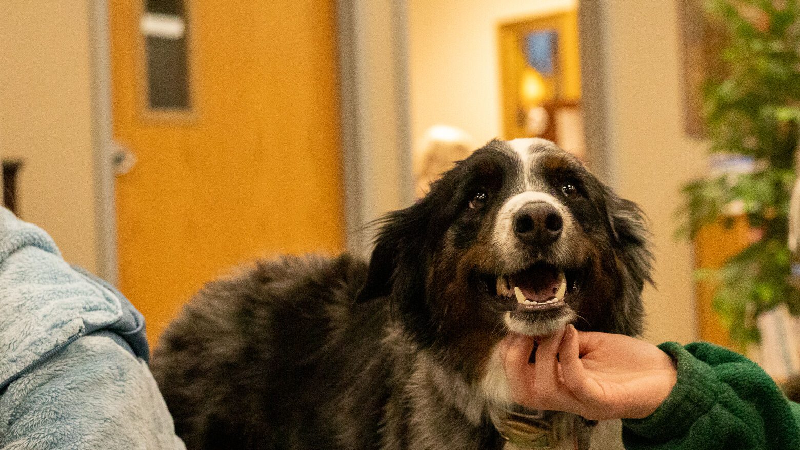Dog having their chin scratched during therapy dog event.