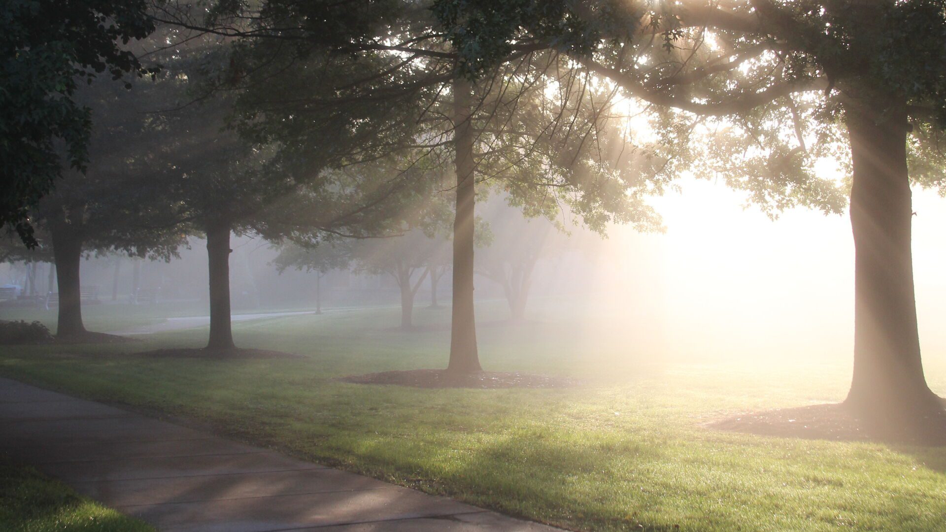 Sun streaming through the trees on campus on a foggy morning.