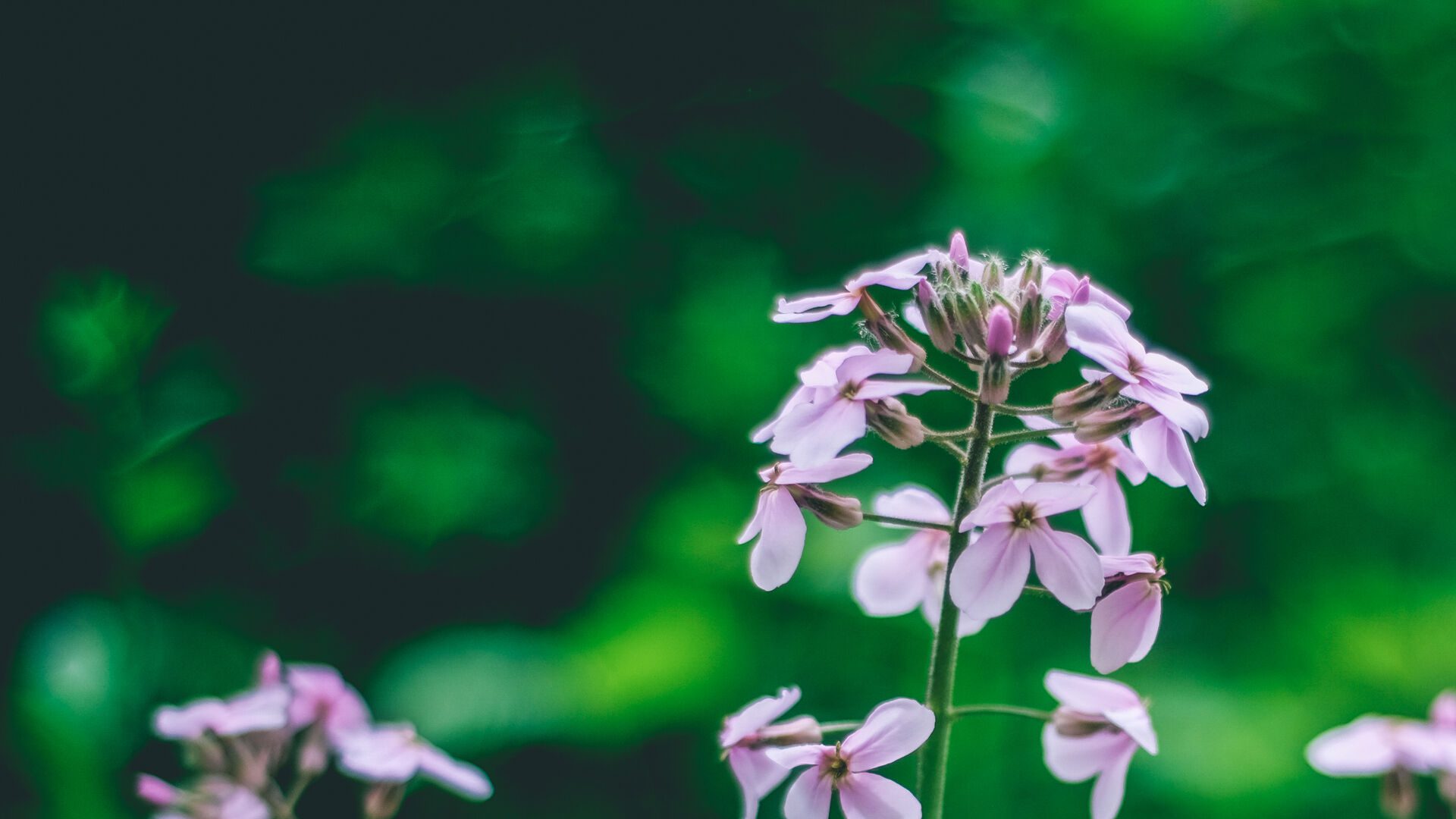 Close-up of purple wild flowers.
