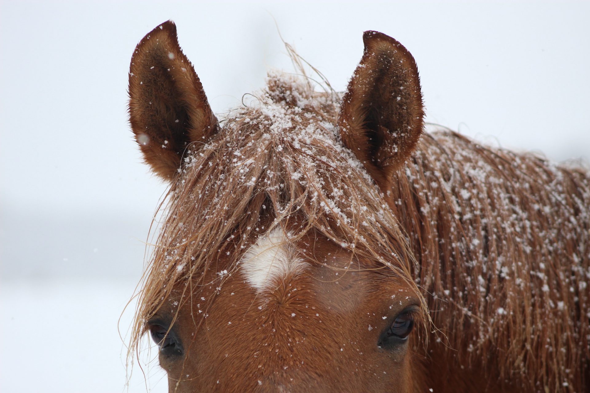 Horse ears with snow on them