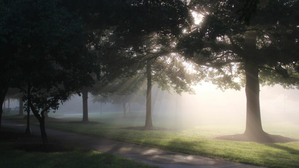 Sun streaming through the trees on a foggy morning on Houghton's campus.