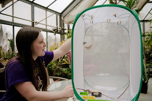 Houghton science student working in greenhouse with large net.