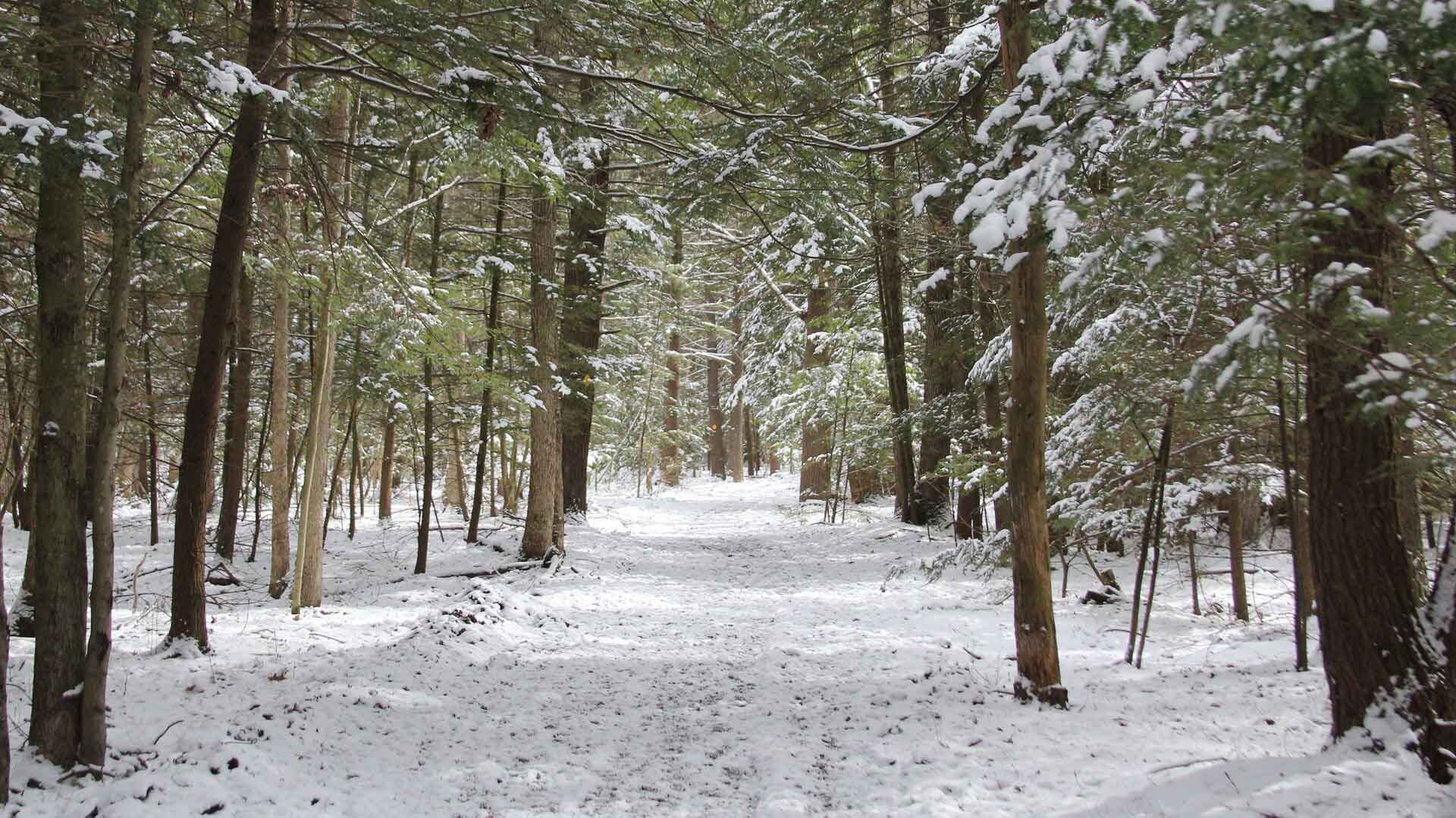 Houghton trails in winter on a cloudy day