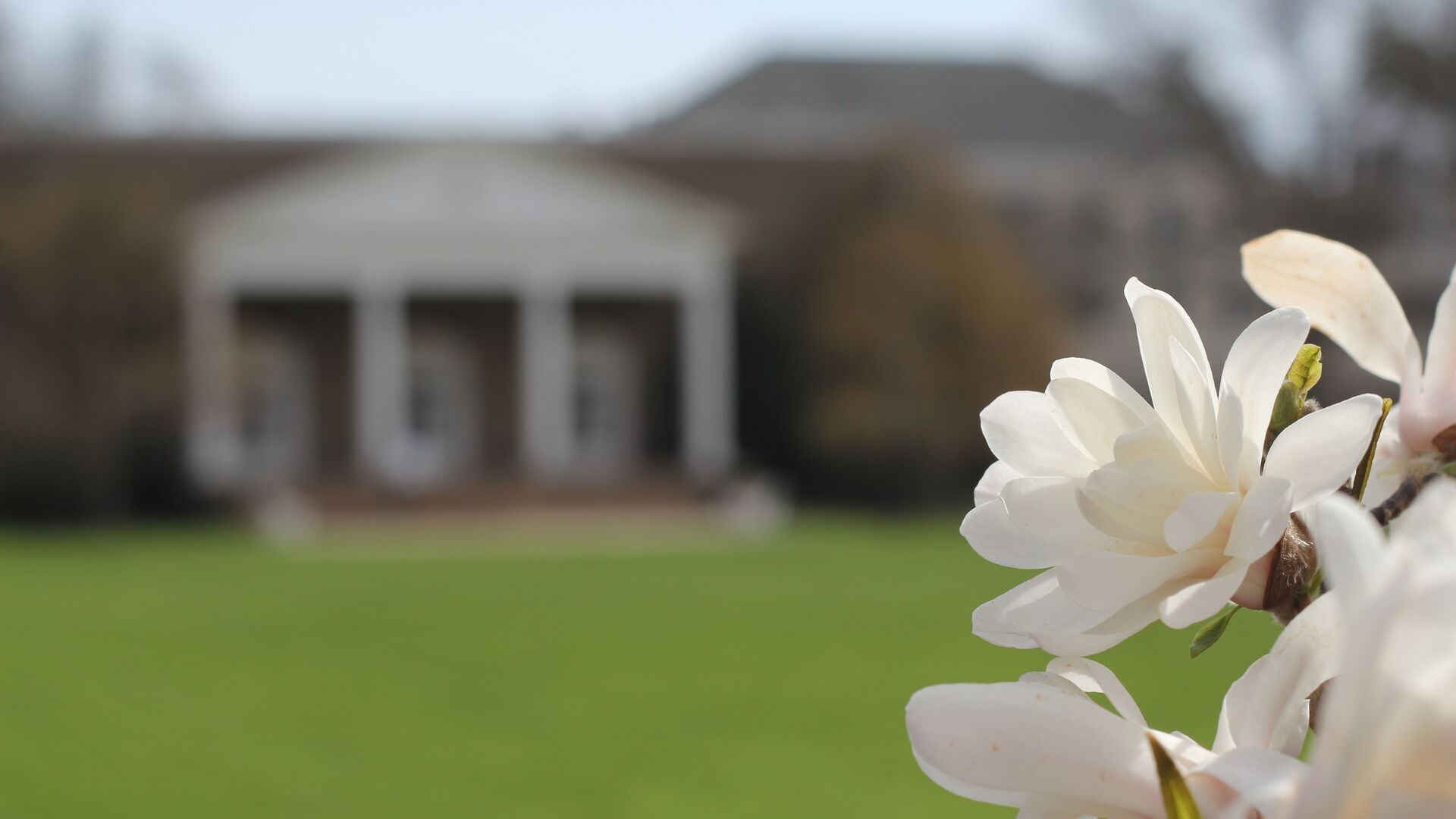 A close up of flower blossoms overlooking the chapel at Houghton University.