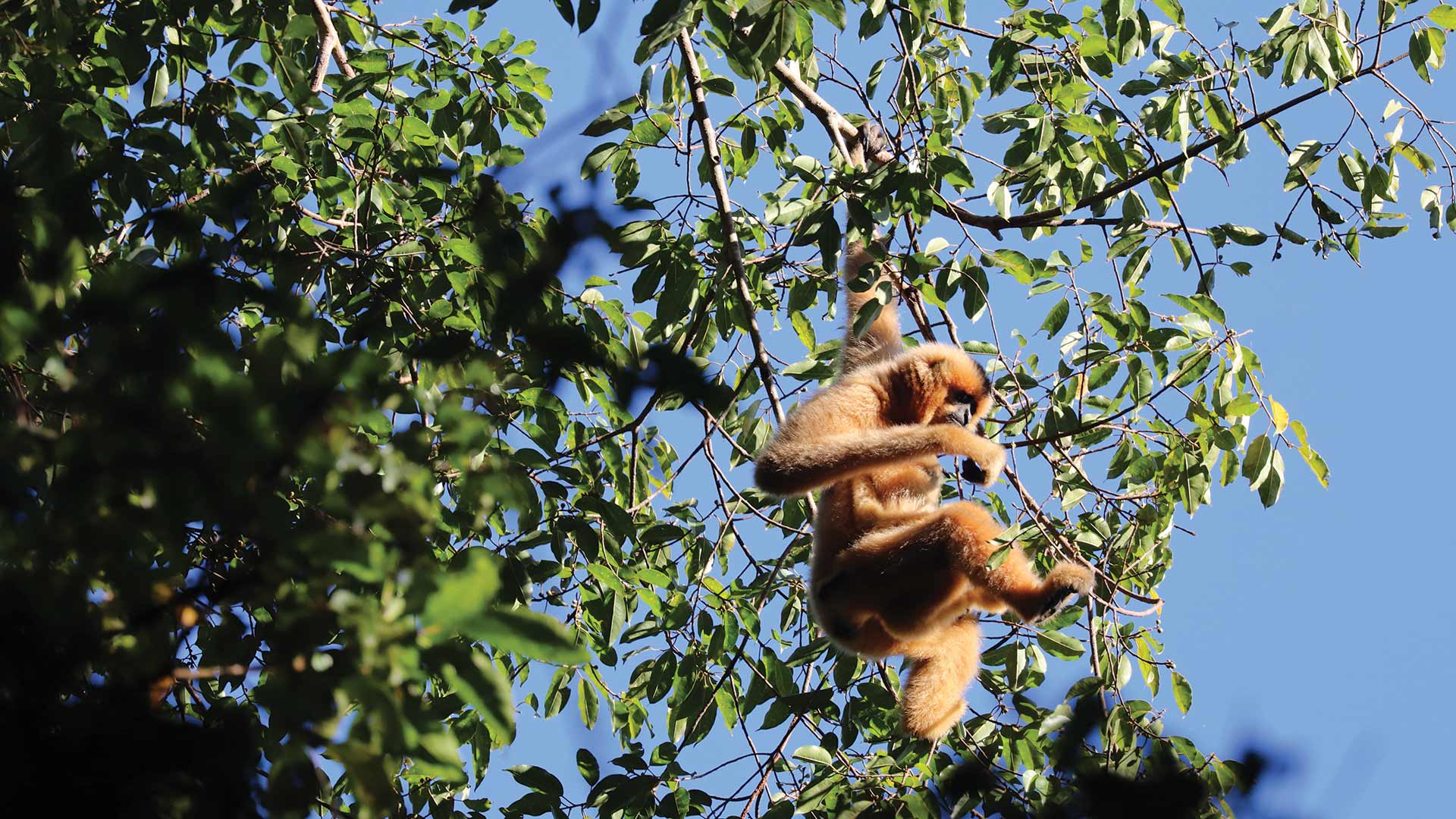 Gibbon swinging in tree in Cambodia during Houghton research trip.