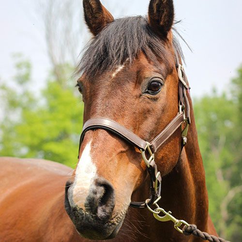 Houghton equestrian program horse, Mason.