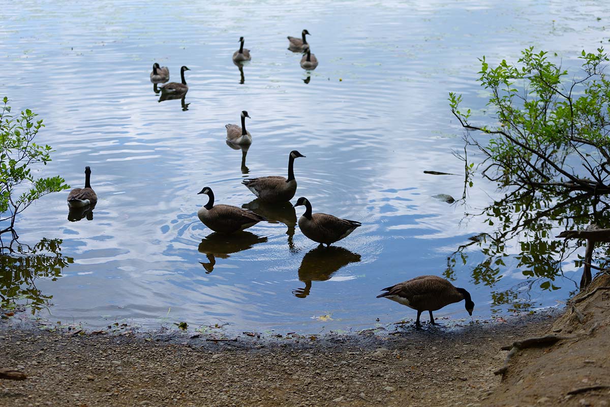 Canadian geese gathering near the short at Moss Lake.