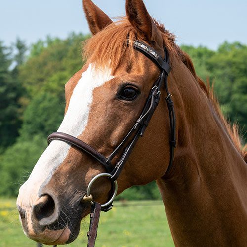 Houghton equestrian program horse, Bindy.