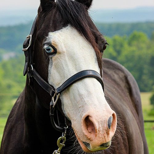 Houghton equestrian program horse, Bluprint.