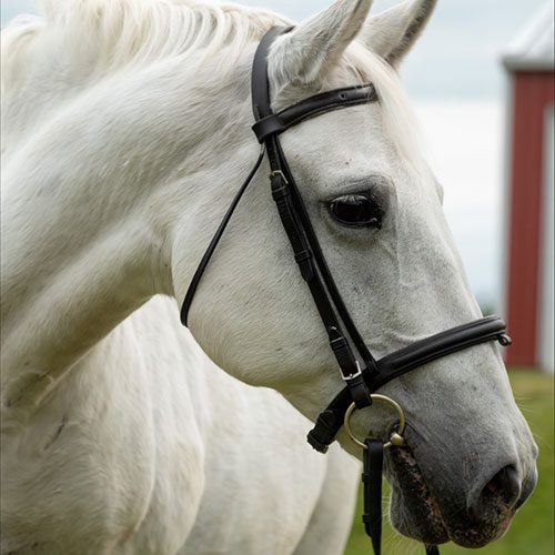 Houghton equestrian program horse, Carmella.