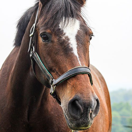 Houghton equestrian program horse, Charlotte.