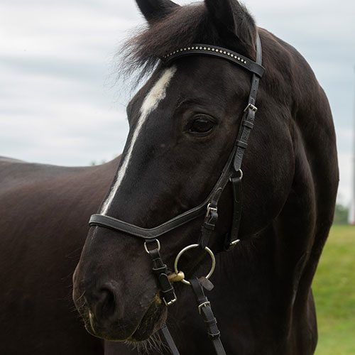 Houghton equestrian program horse, DC.