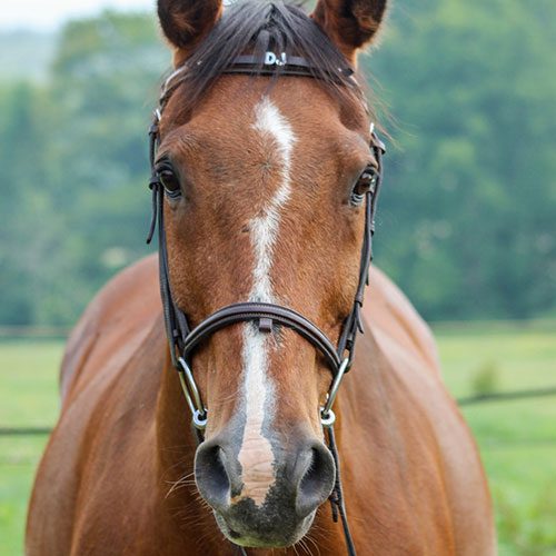 Houghton equestrian program horse, DJ.