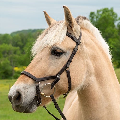 Houghton equestrian program horse, Danika.