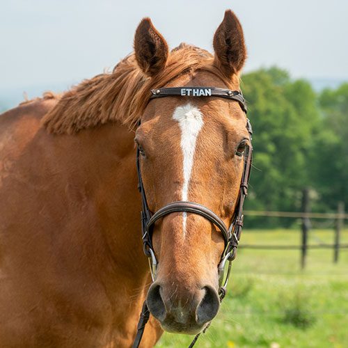 Houghton equestrian program horse, Ethan.