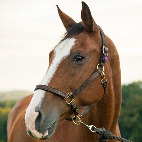 Houghton equestrian program horse, Freya.