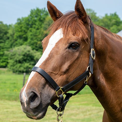 Houghton equestrian program horse, Handsome.