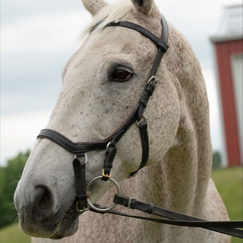 Houghton equestrian program horse, Harri.