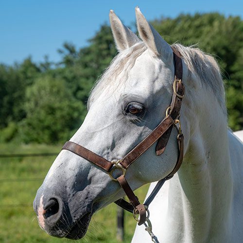 Houghton equestrian program horse, Lucca.