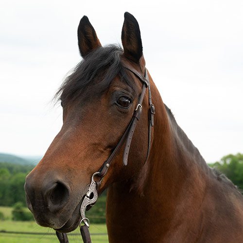 Houghton equestrian program horse, Mufasa.