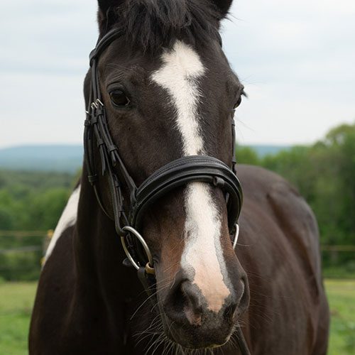 Houghton equestrian program horse, Mulan.