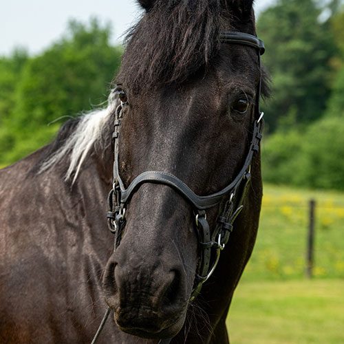Houghton equestrian program horse, Otto.