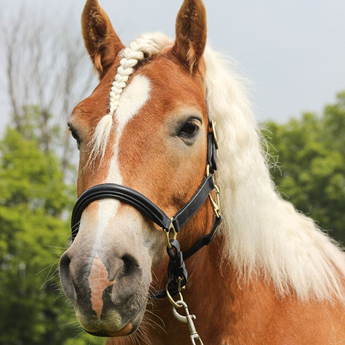Houghton equestrian program horse, Prize.
