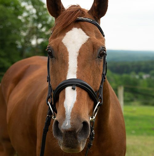 Houghton equestrian program horse, Rio.