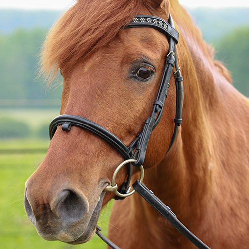 Houghton equestrian program horse, Rowan.