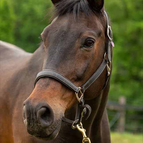 Houghton equestrian program horse, Willon.