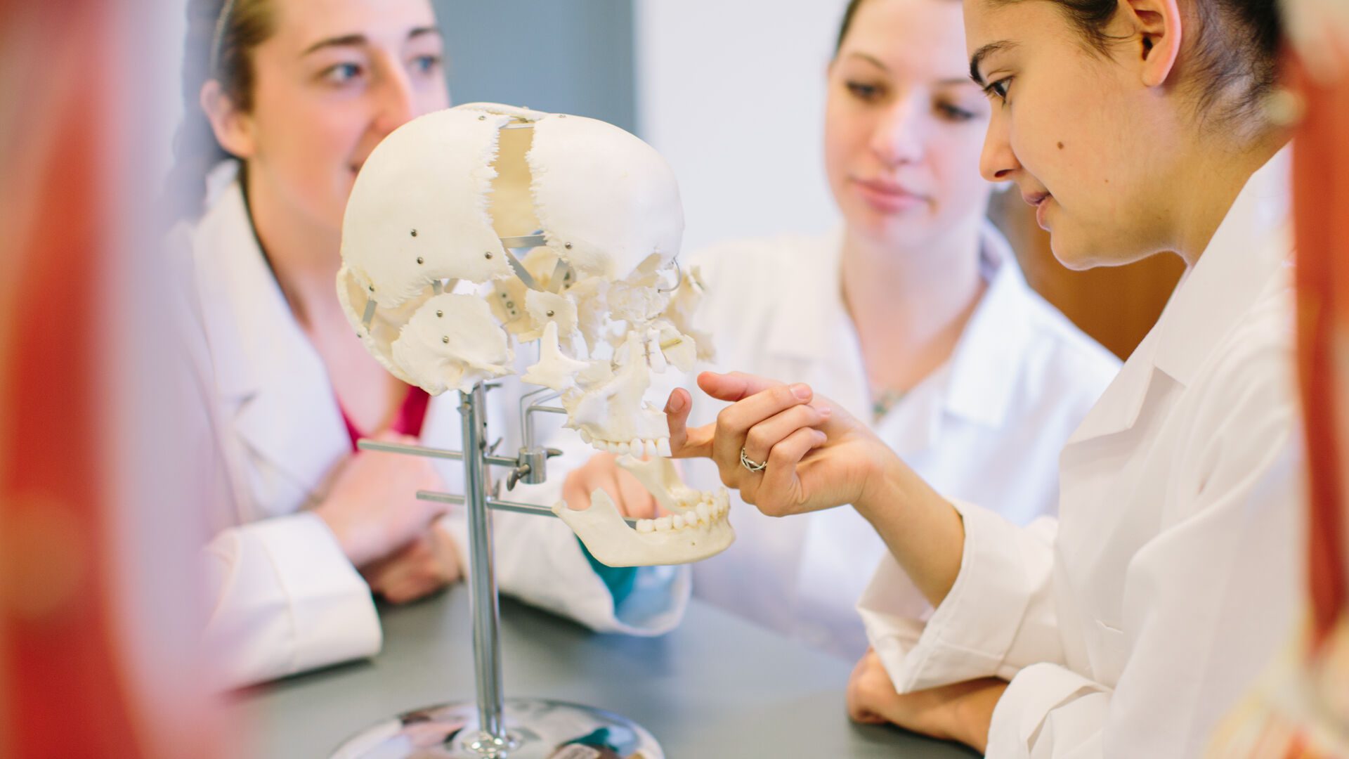 Houghton biology students looking at skull model.