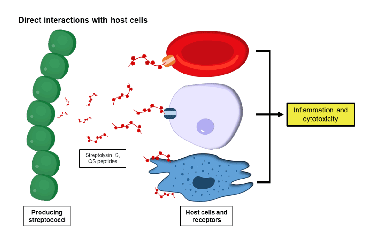 Illustrated diagram of inflammation and cytotoxicity.
