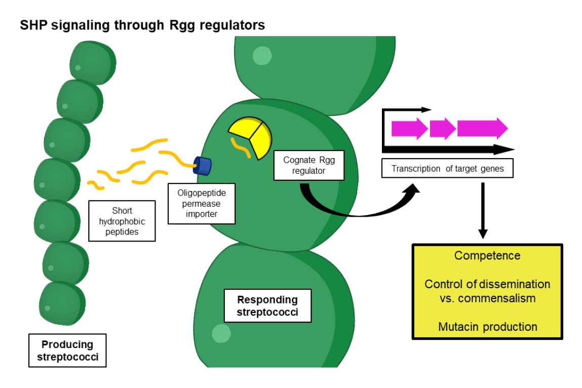 Diagram of gly-gly peptide signaling through two-component signal transduction systems.