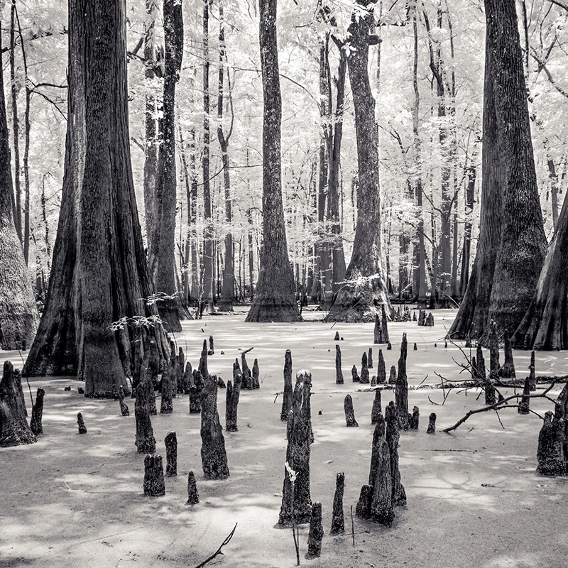 Black and white artwork of trees in swamp area by Ian Campbell.