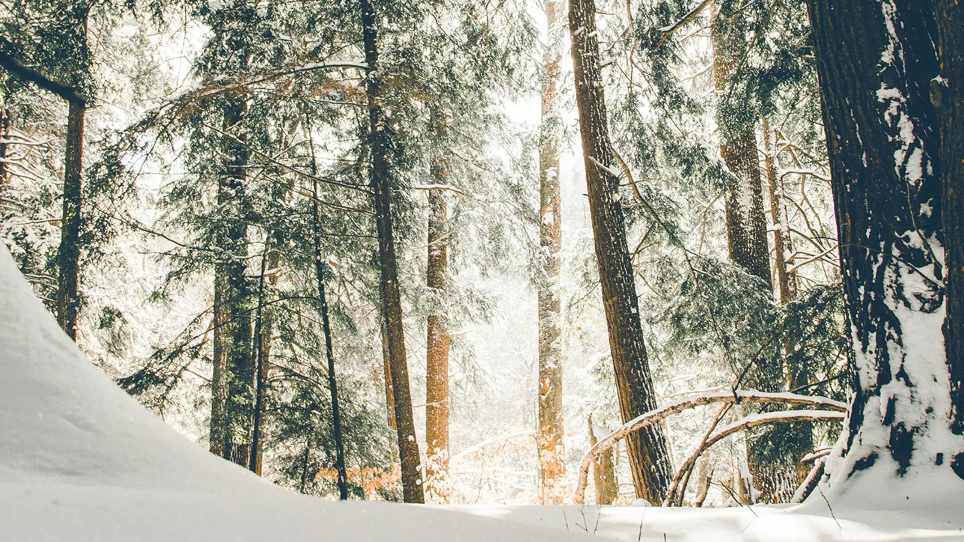 Light streaming through snow covered evergreens in the woods.