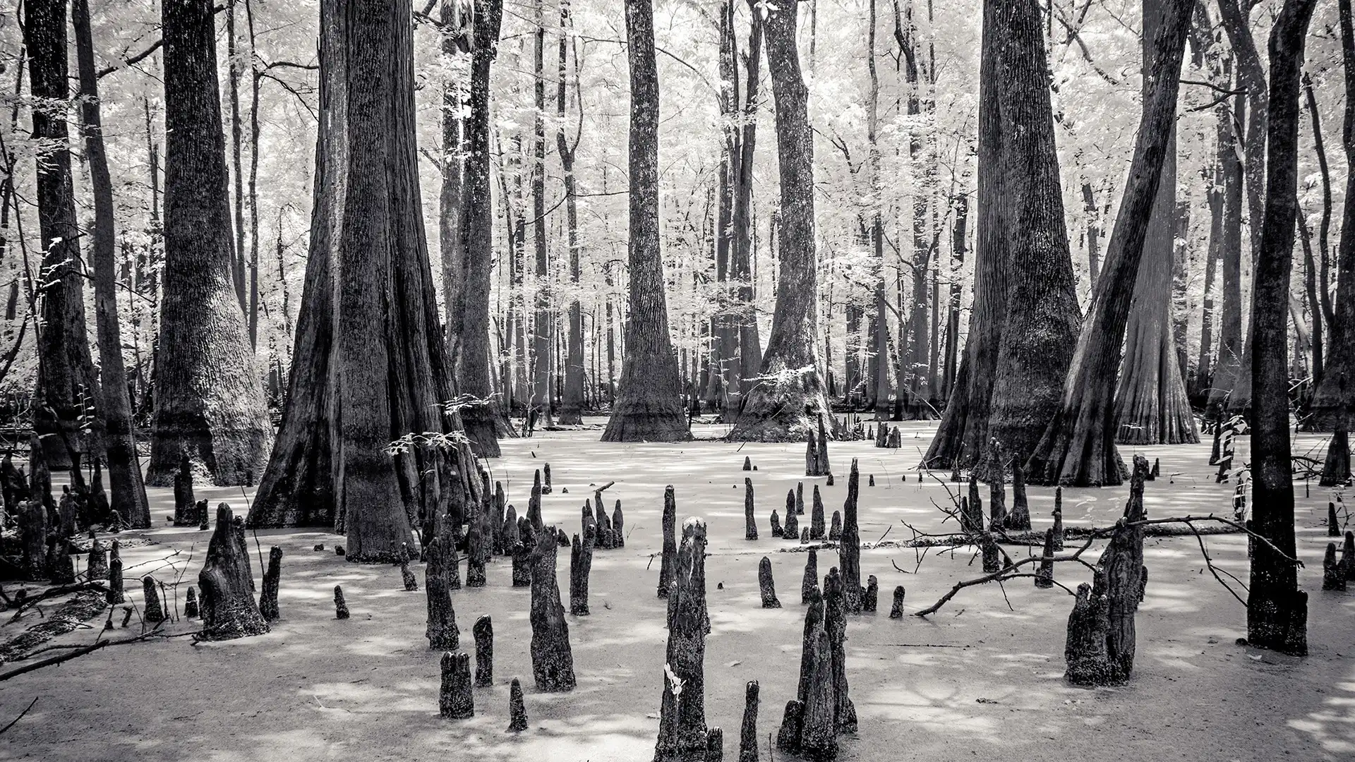 Black and white photograph by Ian Campbell. Swamp area with trees.