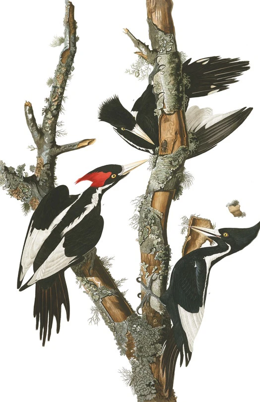 Ian Campbell's artwork showing three woodpeckers on branch on stark white background.