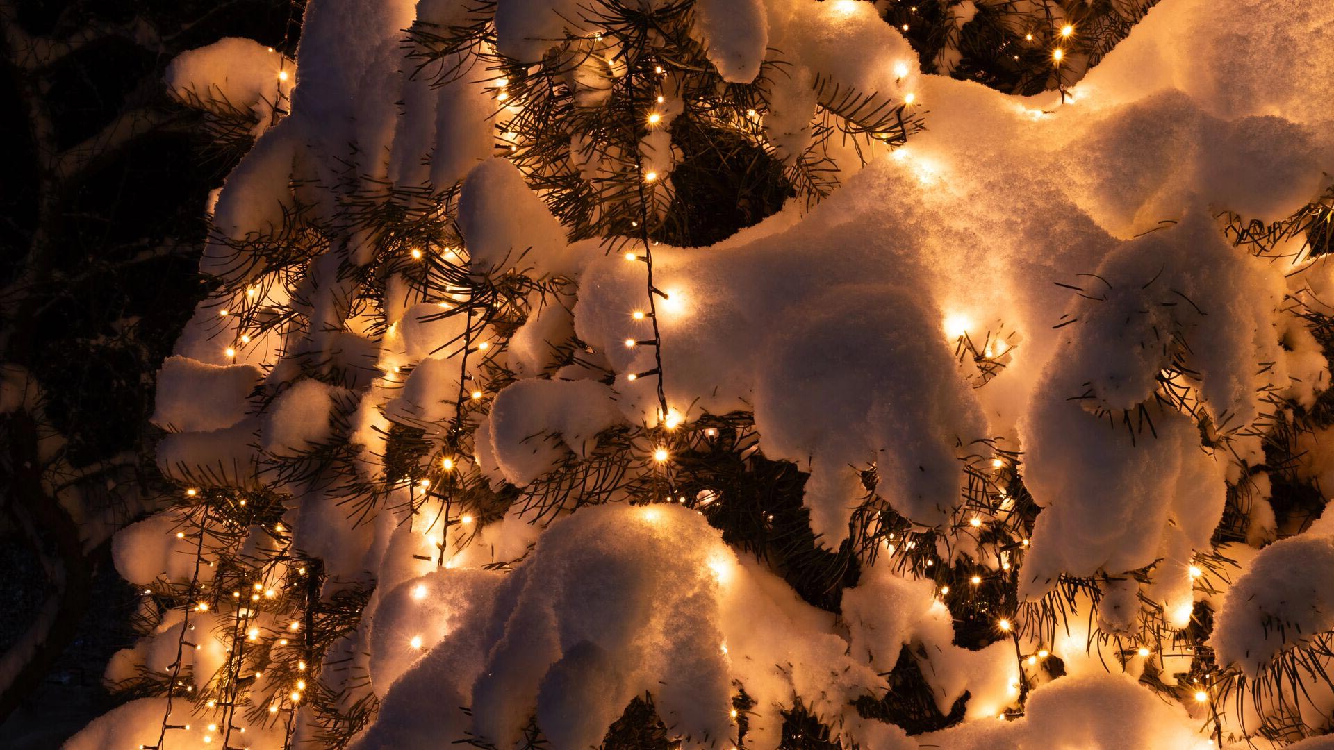 Christmas tree covered in lights and snow at night